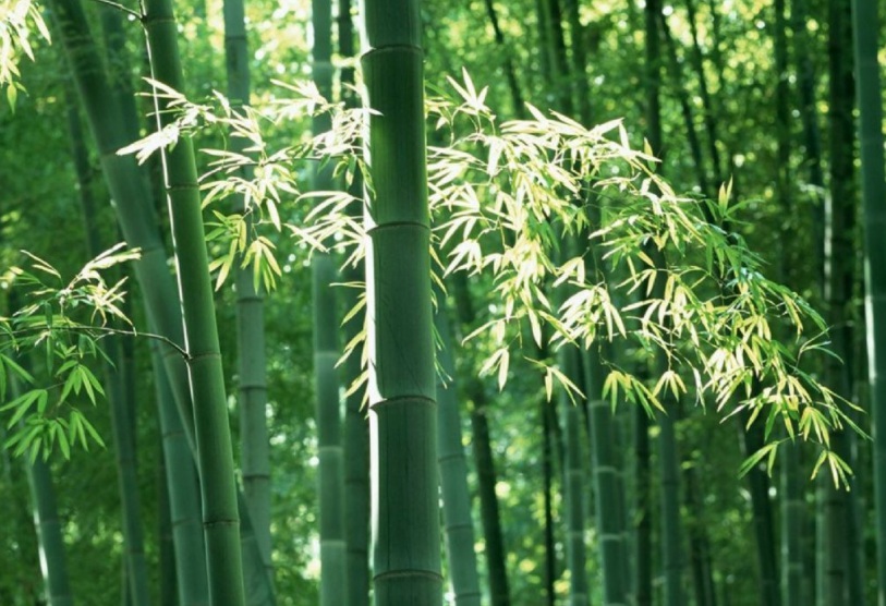 1628605677672798.jpg 毛竹2.jpg