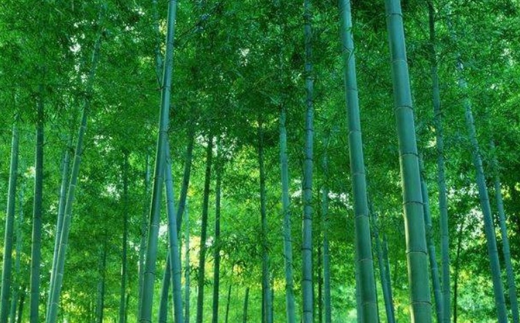 1628605695512781.jpg 毛竹3.jpg