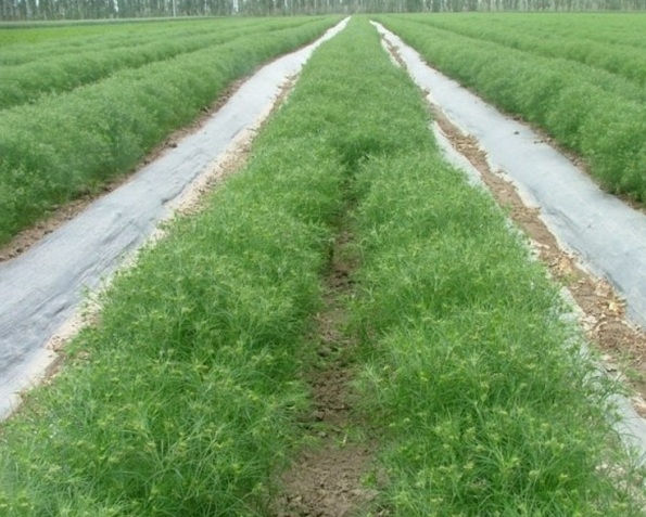 1628660062836166.jpg image.jpg