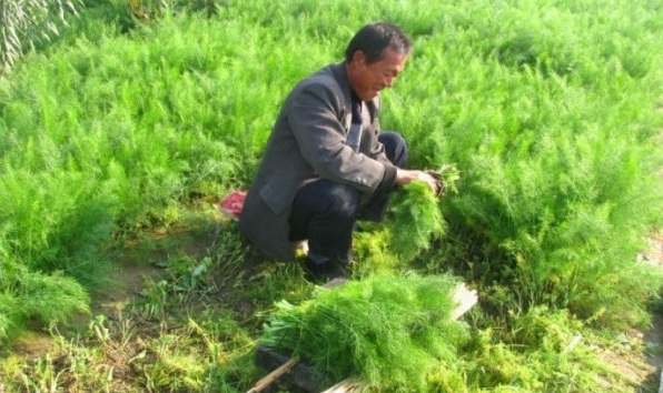 1628660071773295.jpg image.jpg