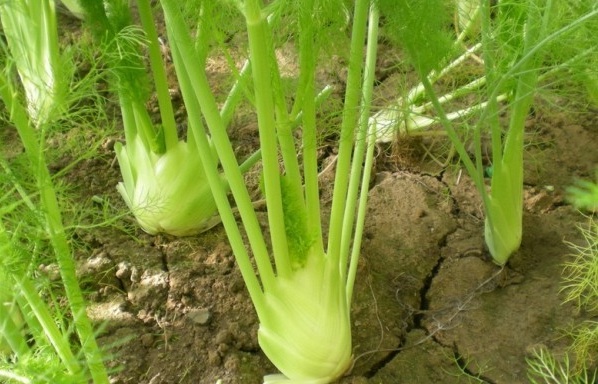 1628660081885689.jpg image.jpg