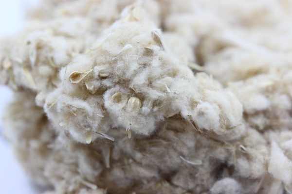 千日紅種子 千日紅種子