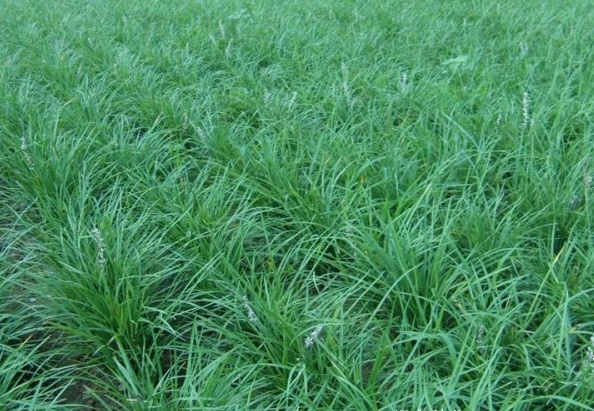 1628662421969558.jpg image.jpg