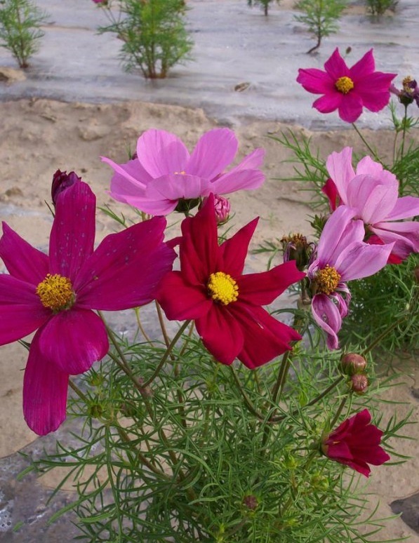 1628663198621600.jpg image.jpg