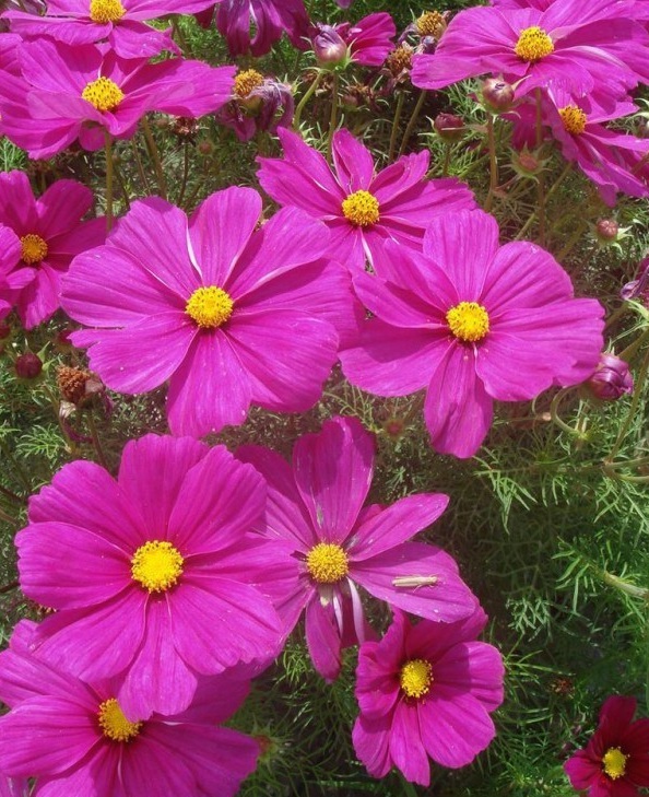 1628663288262804.jpg image.jpg