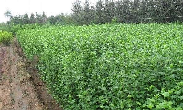 1628664773255022.jpg image.jpg