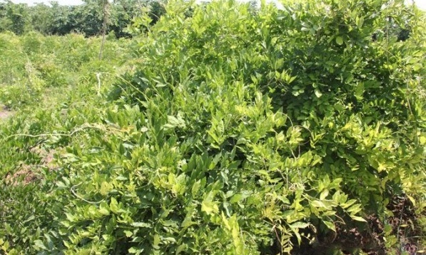 1628665751388043.jpg image.jpg