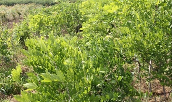 1628665760817227.jpg image.jpg