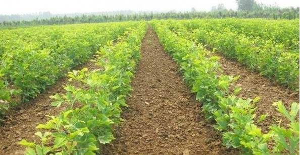 1628666551363011.jpg image.jpg