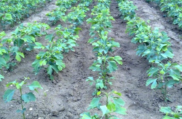 1628666572698692.jpg image.jpg