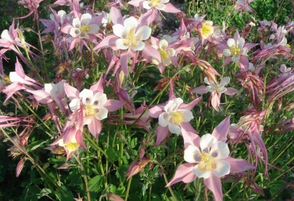 1628667555522626.jpg image.jpg