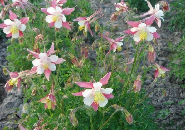 1628667564381742.jpg image.jpg