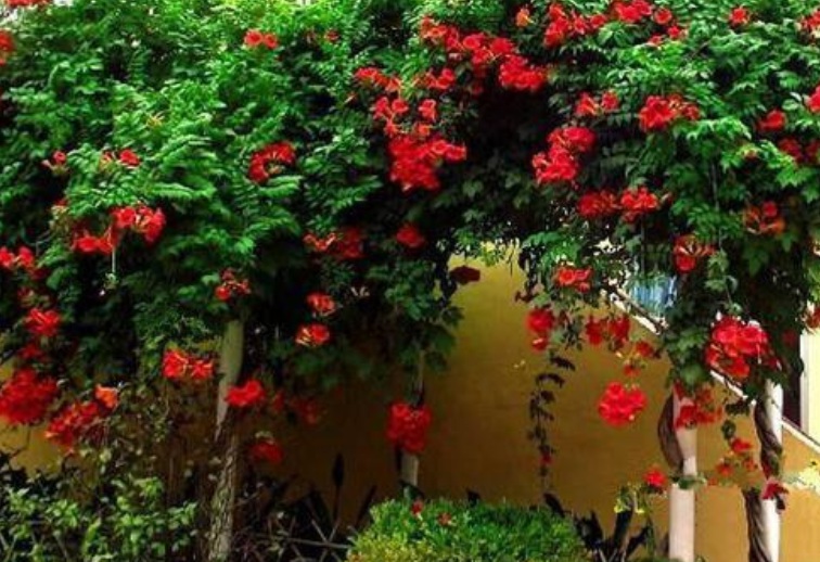 1628667693370653.jpg 凌霄花33333.jpg