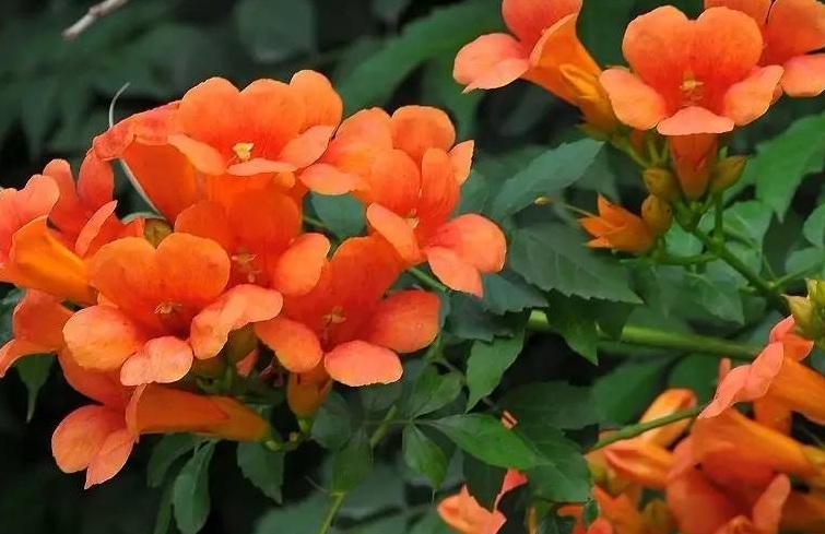 1628667737732993.jpg 凌霄花3.jpg