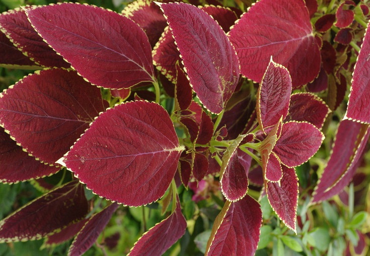 1628668906949900.jpg 紫色蘇111.jpg