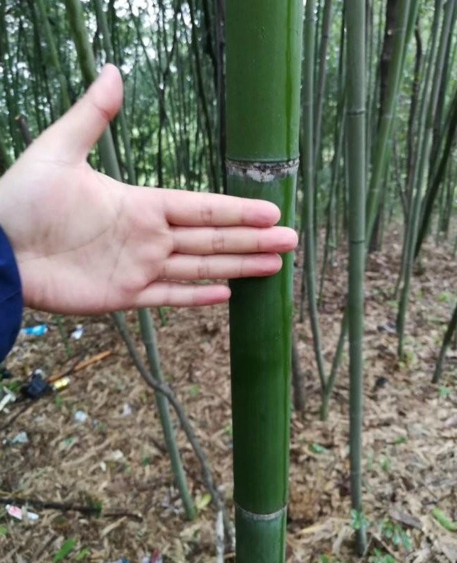 1628669057371136.jpg image.jpg