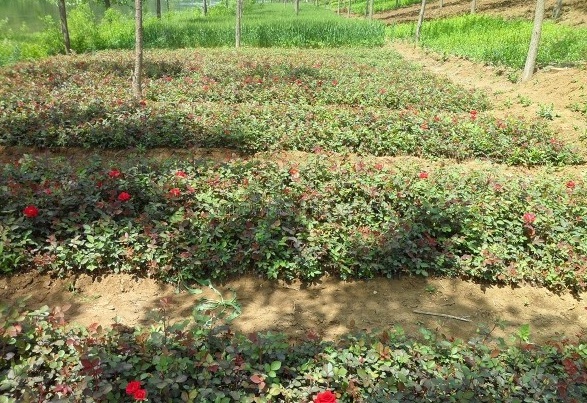 1628669495256905.jpg image.jpg