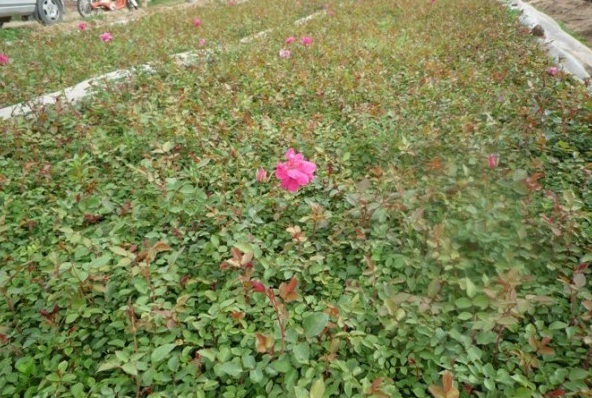 1628669503609714.jpg image.jpg