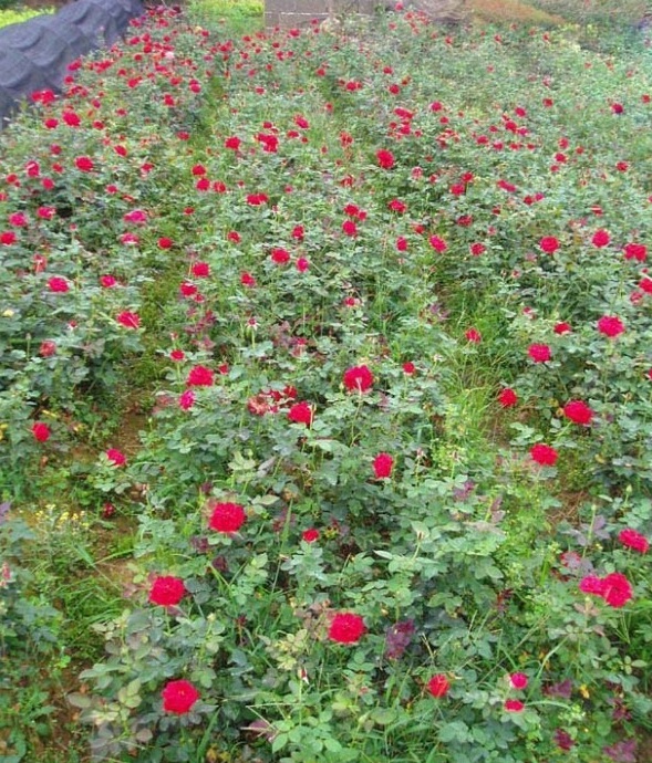 1628669518542068.jpg image.jpg