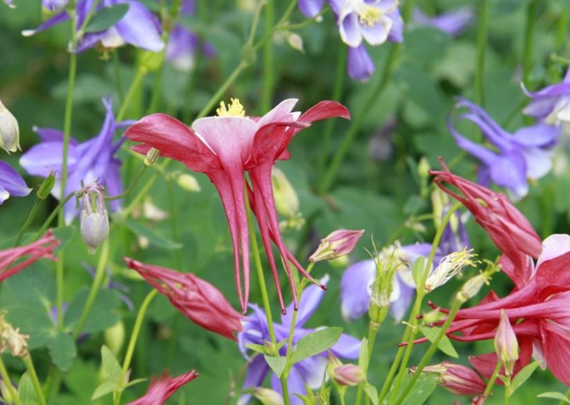 1628669533292996.jpg 耬斗菜22222.jpg