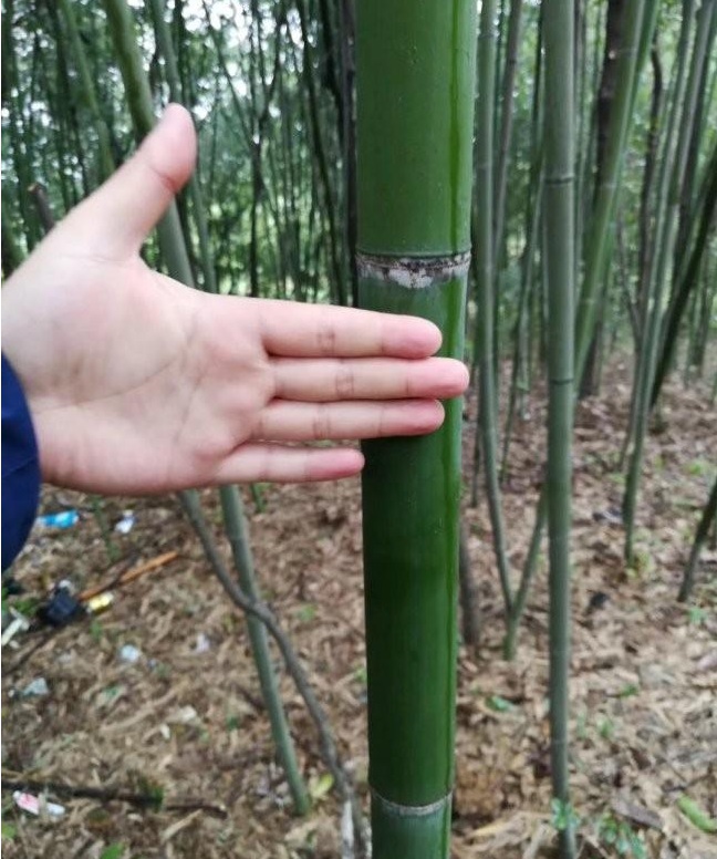 1628669873937265.jpg image.jpg