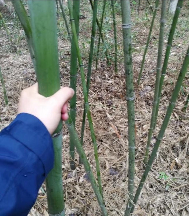 1628669891293593.jpg image.jpg