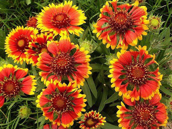 1628670810788574.jpg image.jpg