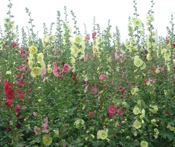 1628670878377741.jpg image.jpg