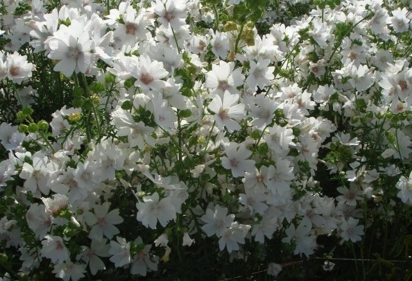 1628670887710373.jpg image.jpg