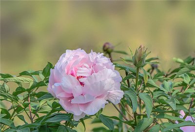 1628682073695823.jpg 1628682073695823.jpg