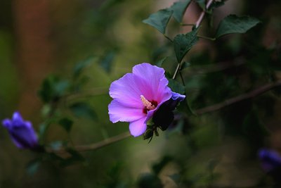 1628682263727086.jpg 1628682263727086.jpg