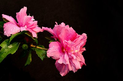 1628682313698818.jpg 1628682313698818.jpg