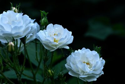 1628682615127122.jpg 1628682615127122.jpg