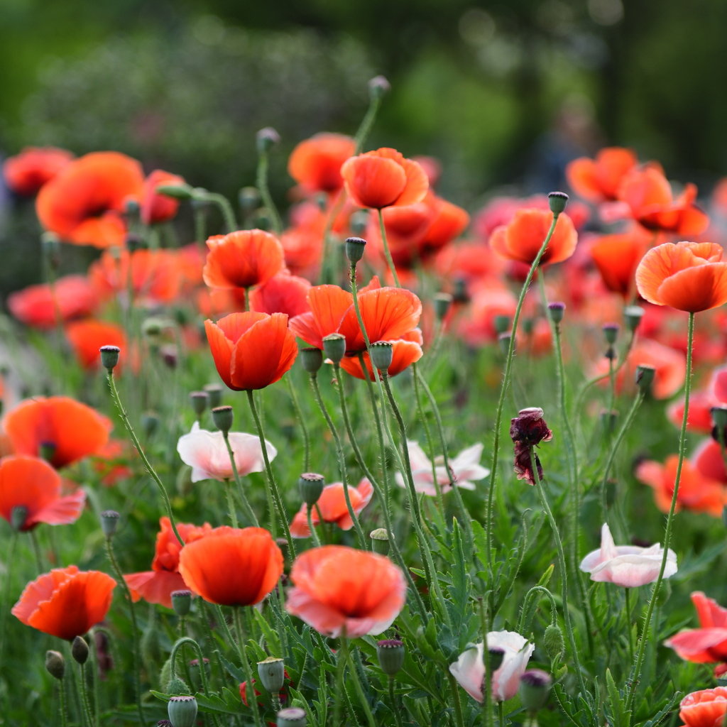 1628684248863060.jpg 1628684248863060.jpg