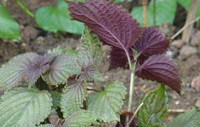 1628684660796906.jpg 1628684660796906.jpg