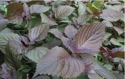 1628684745959740.jpg 1628684745959740.jpg