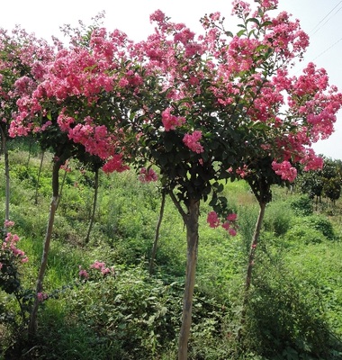 1628685234808594.jpg 1628685234808594.jpg