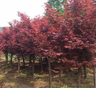 1628767696663129.jpg 1628767696663129.jpg