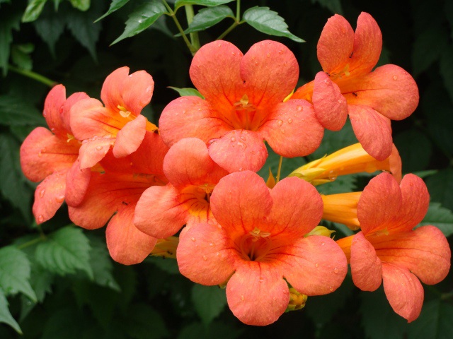 1628768031213293.jpg 1628768031213293.jpg