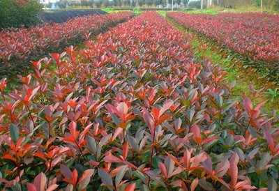 1628769662356953.jpg 1628769662356953.jpg