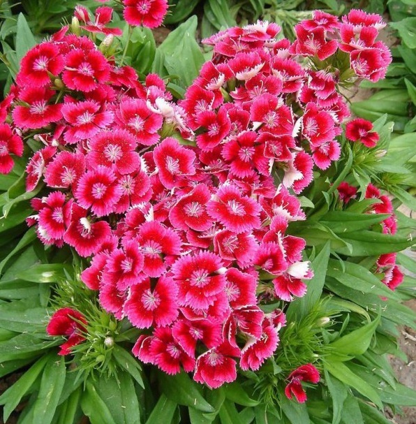 1628772130431518.jpg 1628772106(1).jpg