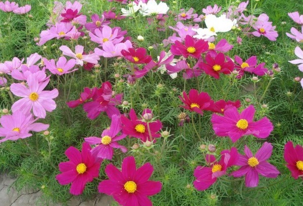 1628772488232127.jpg 1628772463(1).jpg