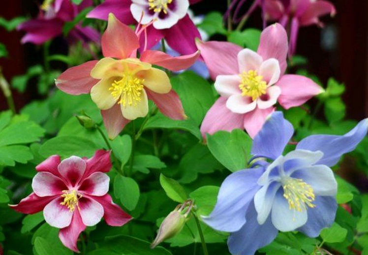 1628773548626812.jpg 耬斗菜33333333333333333333333.jpg