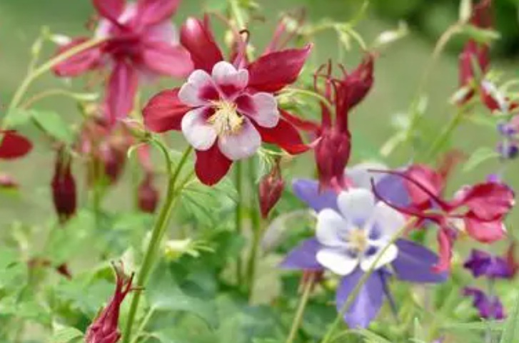 1628773622281388.jpg 耬斗菜111111.jpg