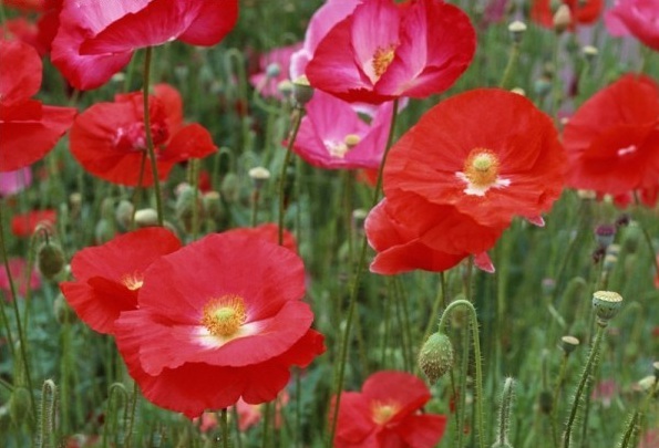 1628773842517916.jpg 1628773821(1).jpg