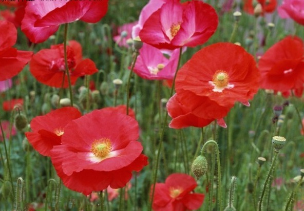 1628774253598980.jpg 1628774233(1).jpg