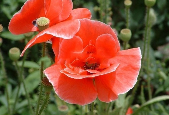 1628774267896976.jpg 1628774246(1).jpg