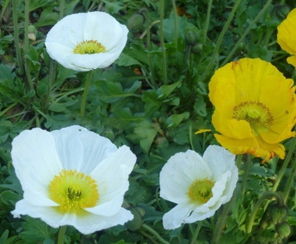 1628774293451730.jpg 1628774261(1).jpg