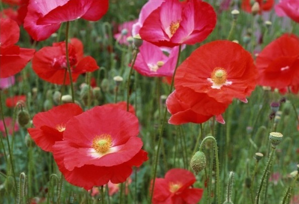 1628774704805956.jpg CLR{94JX5RD$80SK~L%L$FV.jpg