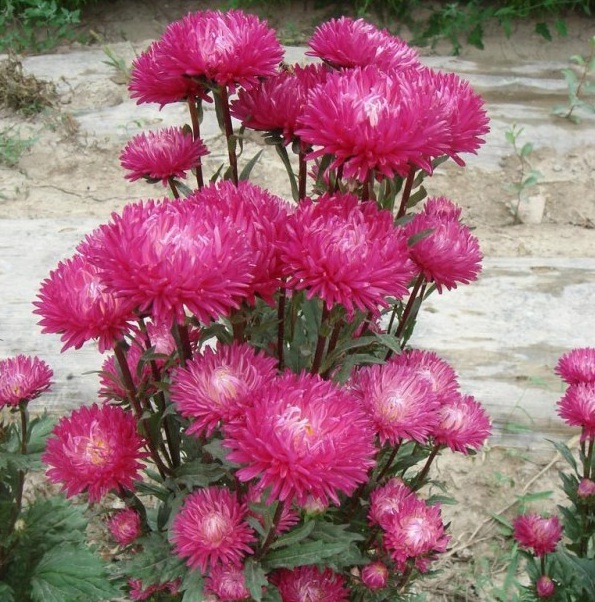 1628775361106968.jpg T@MZ[CIK}D86O)W5VW9~9YU.jpg